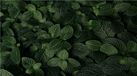 Banner Picture